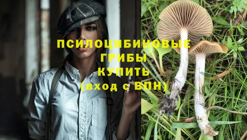 Псилоцибиновые грибы Psilocybine cubensis  дарнет шоп  Бутурлиновка 